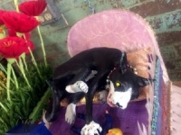 2017 'tit Rǝx Takes a Nap